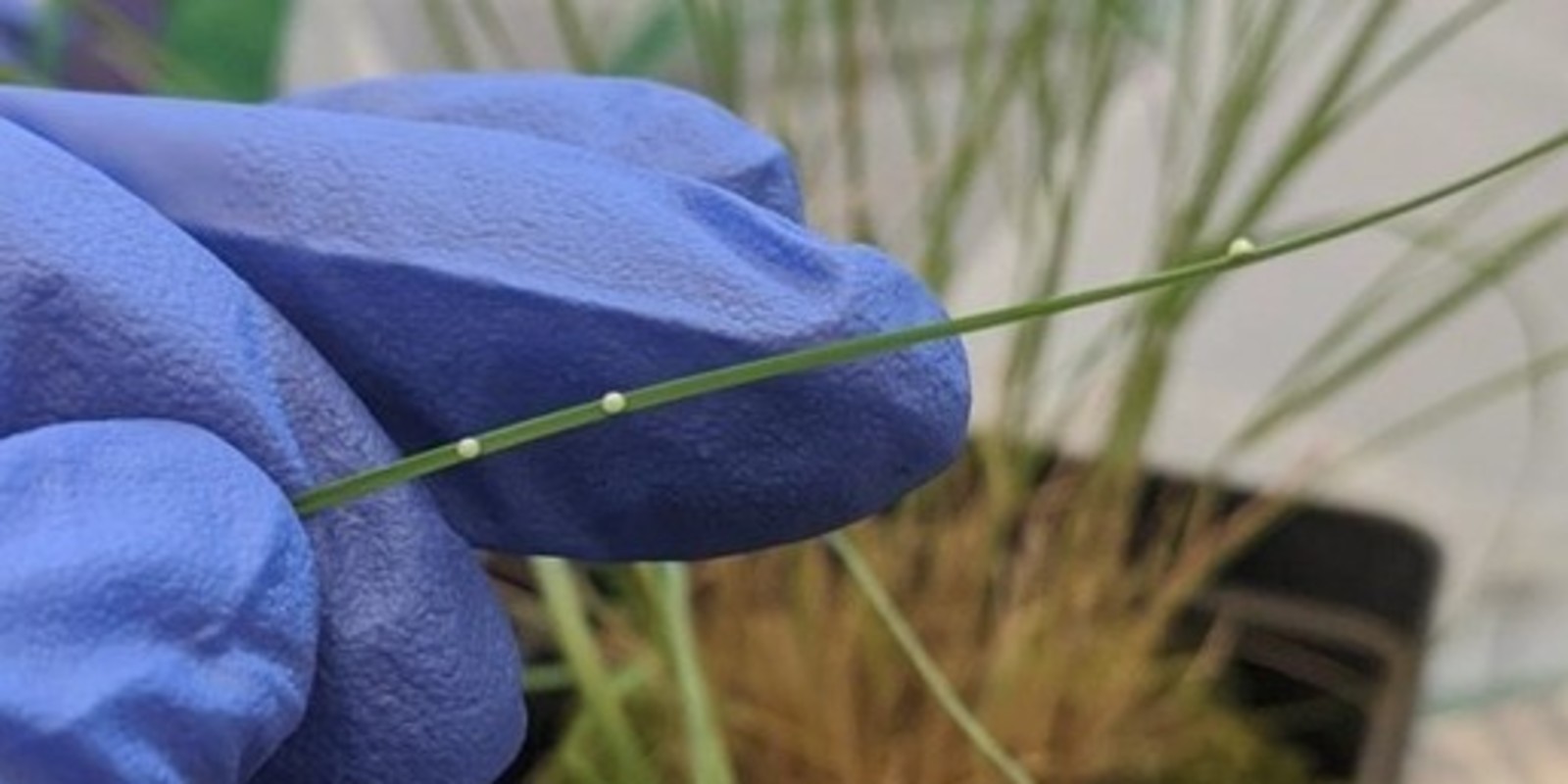 Assiniboine Park Conservancy_Poweshiek eggs.jpg (134 KB)